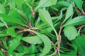 神奇校車要帶小“果凍”認(rèn)識春天里的野菜哦
